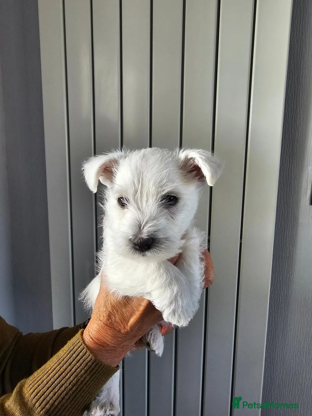 West Highland Terrier dogs for sale: Westie girl in Scottish borders  - Advert 2