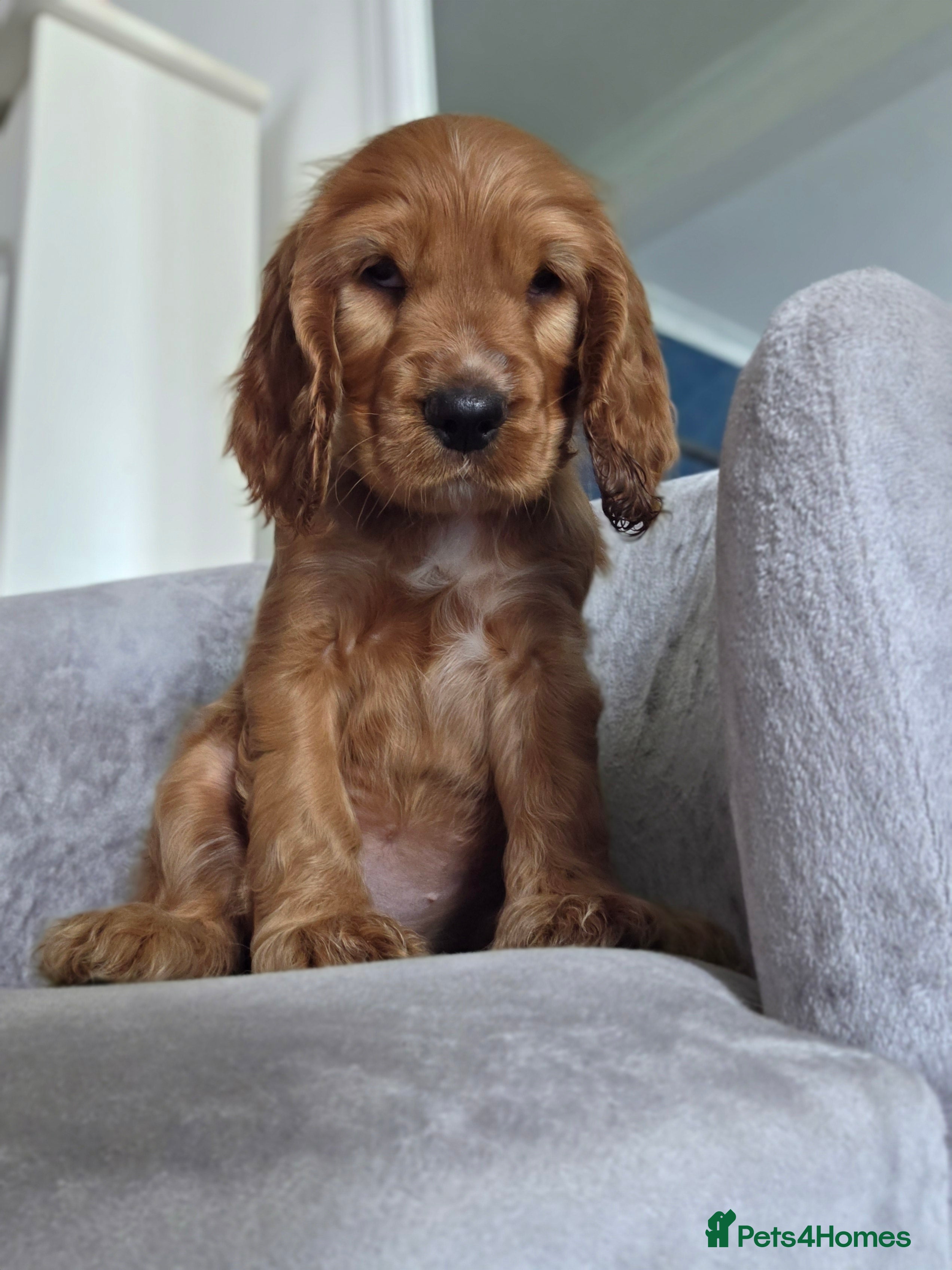 Cocker Spaniel dogs Cocker spaniel puppies - Advert 6