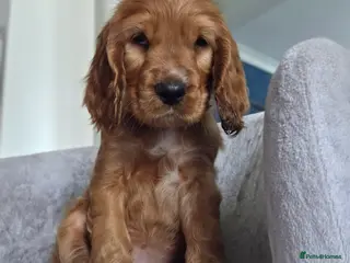 Cocker Spaniel dogs Cocker spaniel puppies - Advert 6