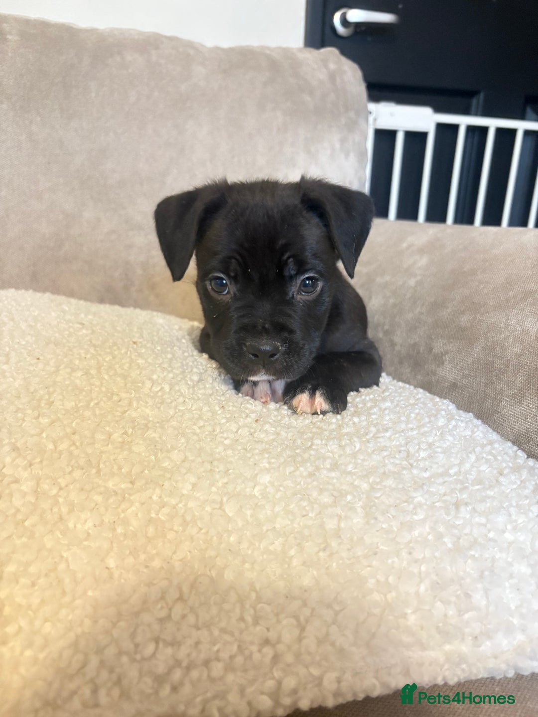 Mixed Breed dogs for sale: CaneCorso X Bully puppy’s  - Advert 14