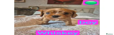 King Charles Spaniel Puppy 3
