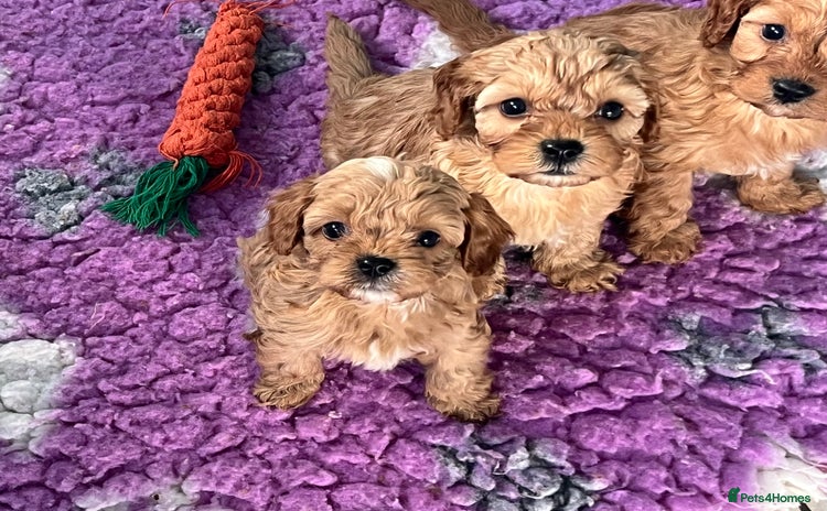 Cavapoo dogs - Advert 2