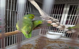 Parrots birds for sale: PARROTLET  - Image 1