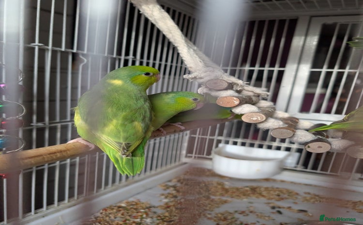 Parrots birds - Advert 7