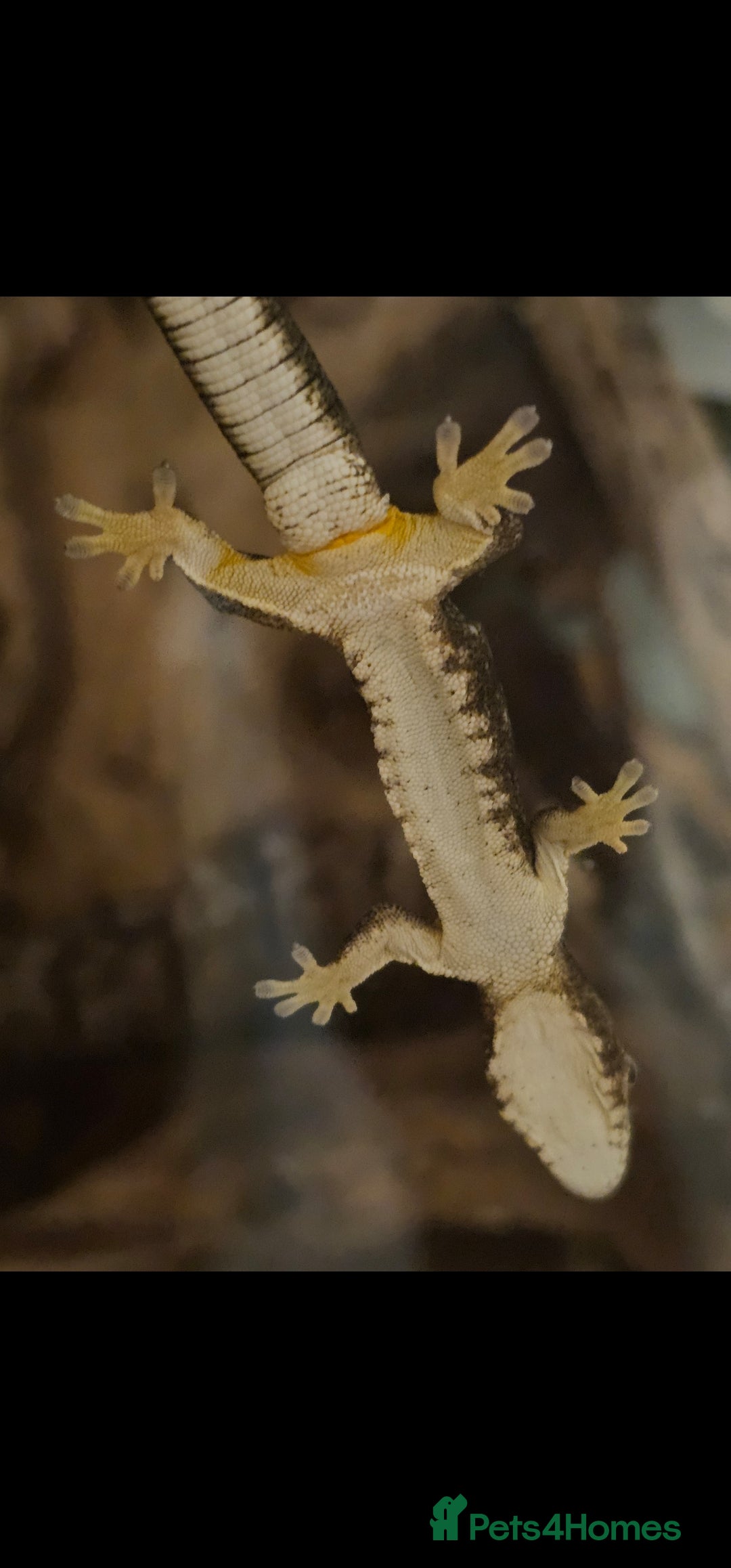 Mixed Breed reptiles for sale: Bauer's chameleon gecko/Male + bioactive terrarium - Advert 2