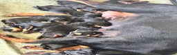 Rottweiler dogs for sale: Rottweiler pups - Advert 2