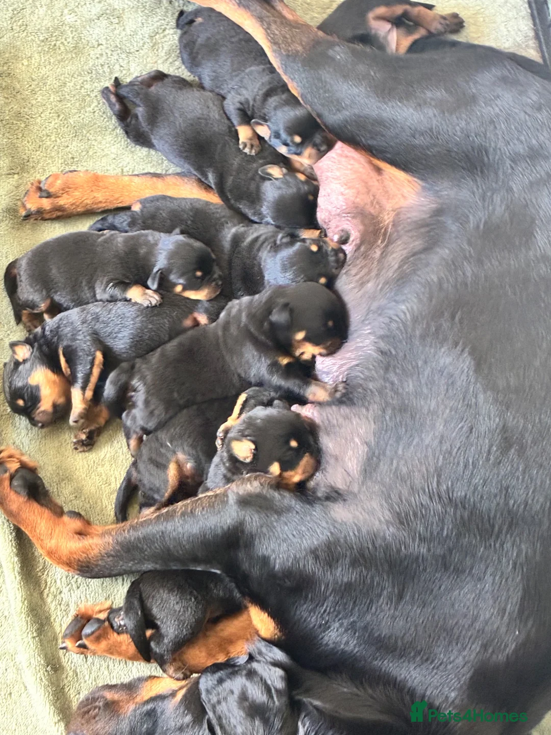 Rottweiler dogs for sale: Rottweiler pups - Advert 2