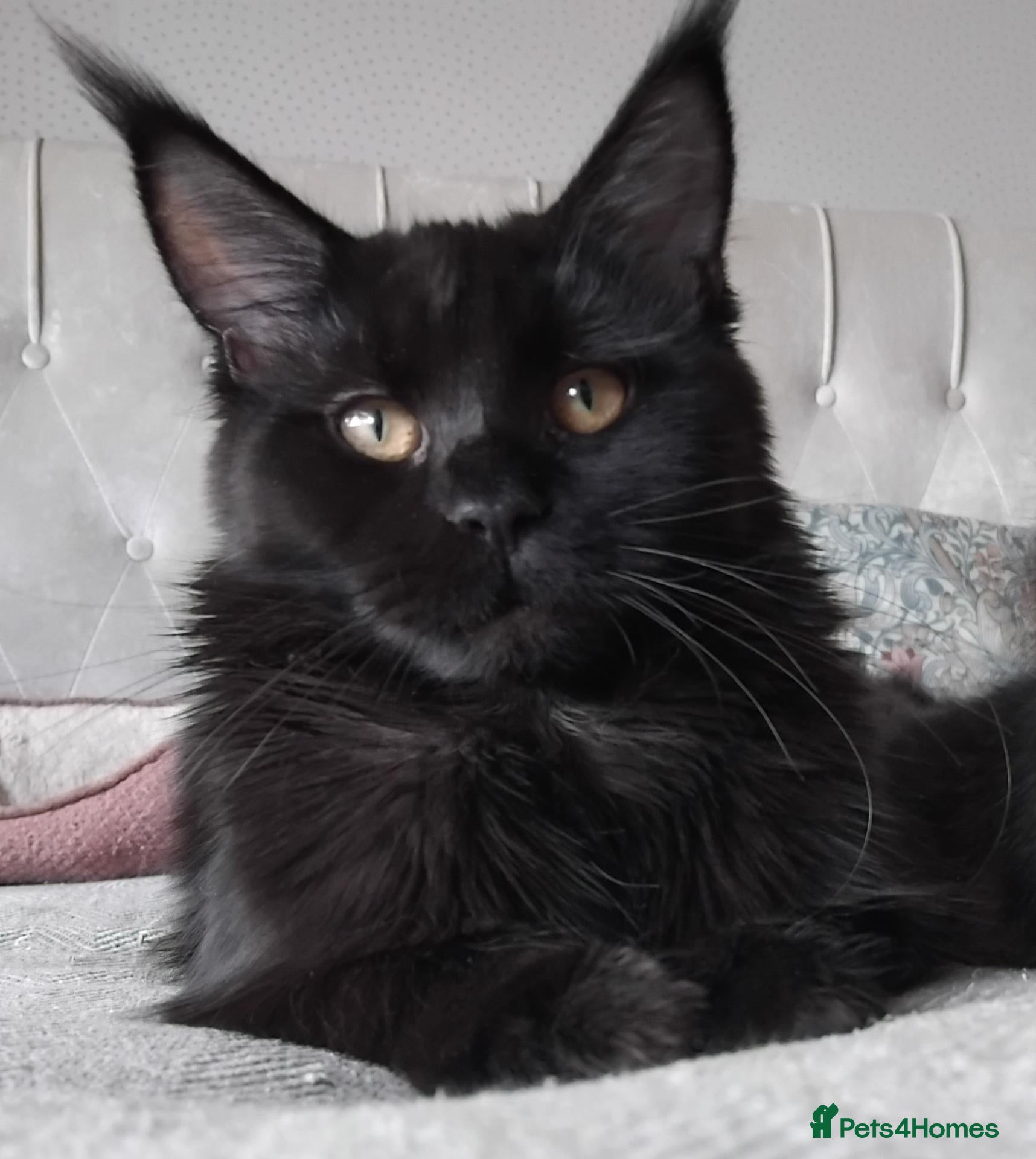 Maine Coon cats Big size maine coon, black with white - Advert 4