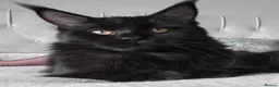 Maine Coon cats for sale: Big size maine coon, black with white in Orpington - Advert 1