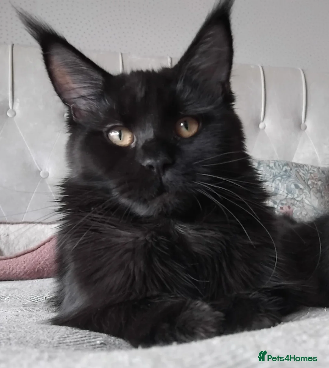 Maine Coon cats for sale: Big size maine coon, black with white in Orpington - Advert 1