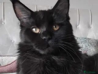 Maine Coon cats Big size maine coon, black with white - Advert 7