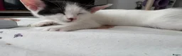 Domestic Shorthair cats for sale: Mabel and her mini son - ready now - Advert 8