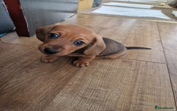Dachshund dogs for sale: Boy / Girl - Image 3