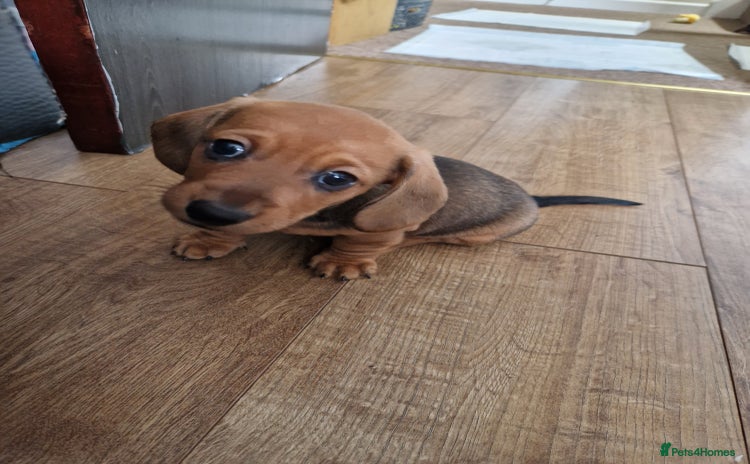 Dachshund dogs - Advert 8