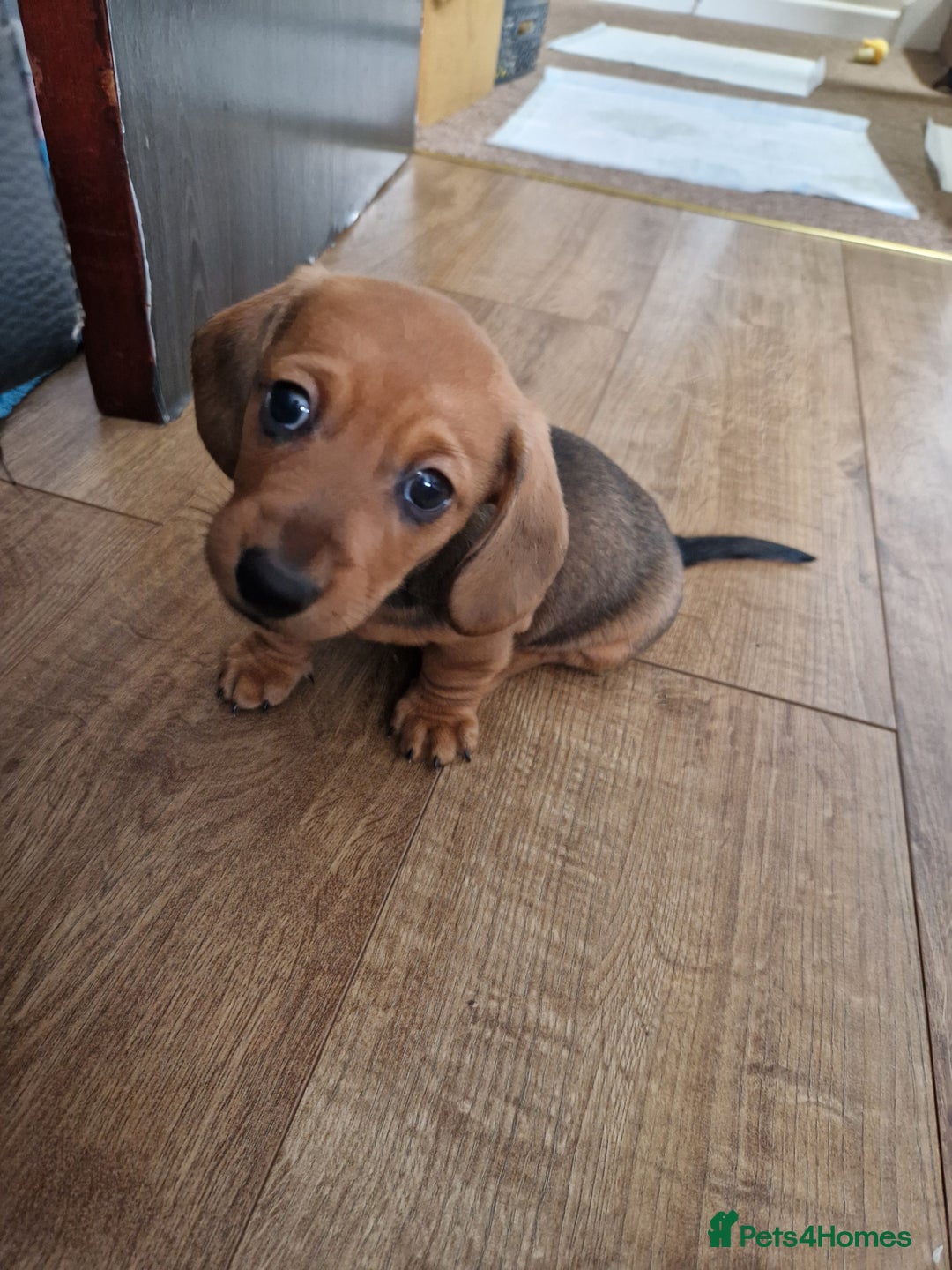 Dachshund dogs for sale: Boy / Girl - Image 3