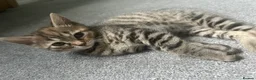 Bengal cats for sale: Bengal kittens  - Advert 3