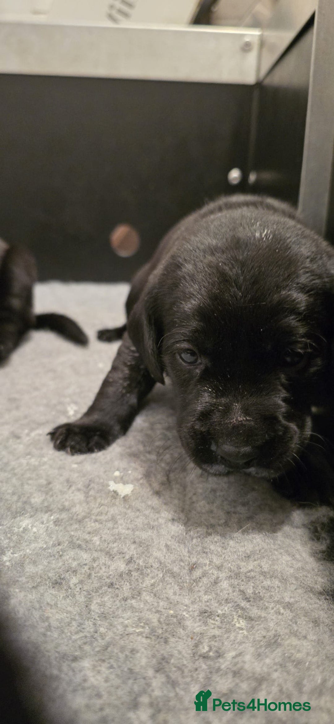 Labrador Retriever dogs for sale: Beautiful boys - Image 13