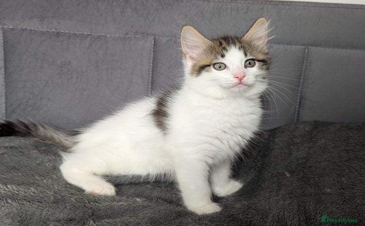 Maine Coon cats - Advert 4
