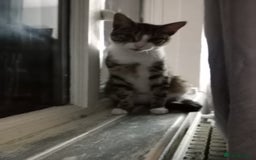Mixed Breed cats for sale: Beautiful 1 year male looking for a forever home - Image 3