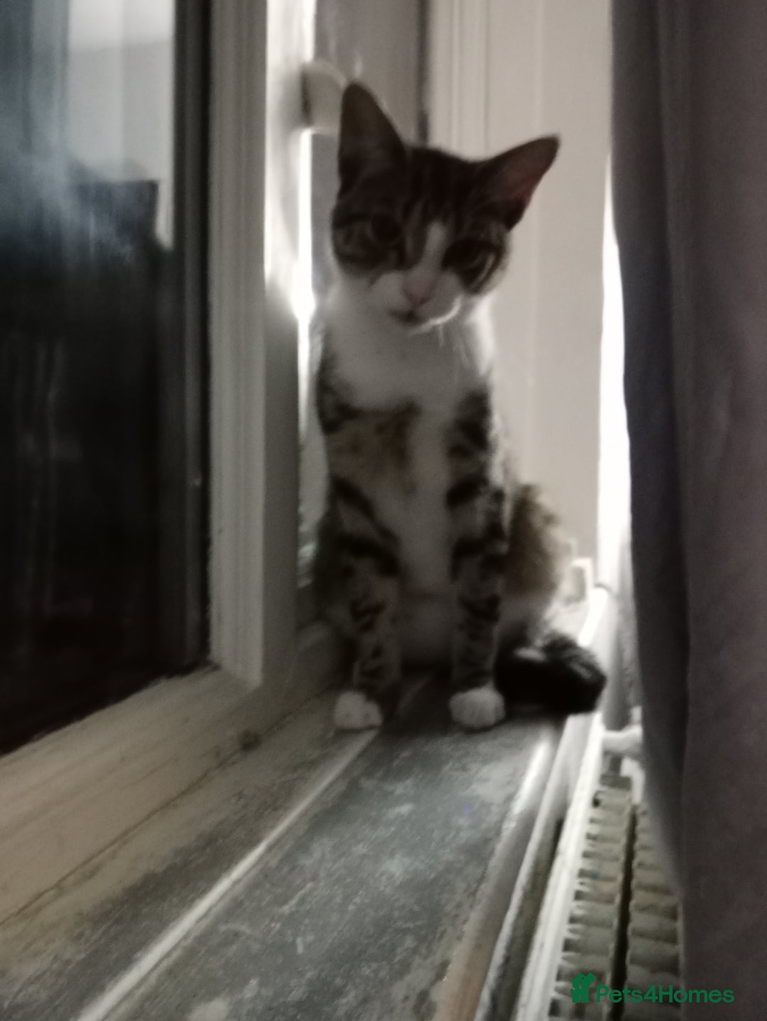 Mixed Breed cats for sale: Beautiful 1 year male looking for a forever home - Image 3