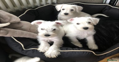 Miniature Schnauzer dogs - Advert 3