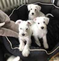 Miniature Schnauzer dogs - Advert 3