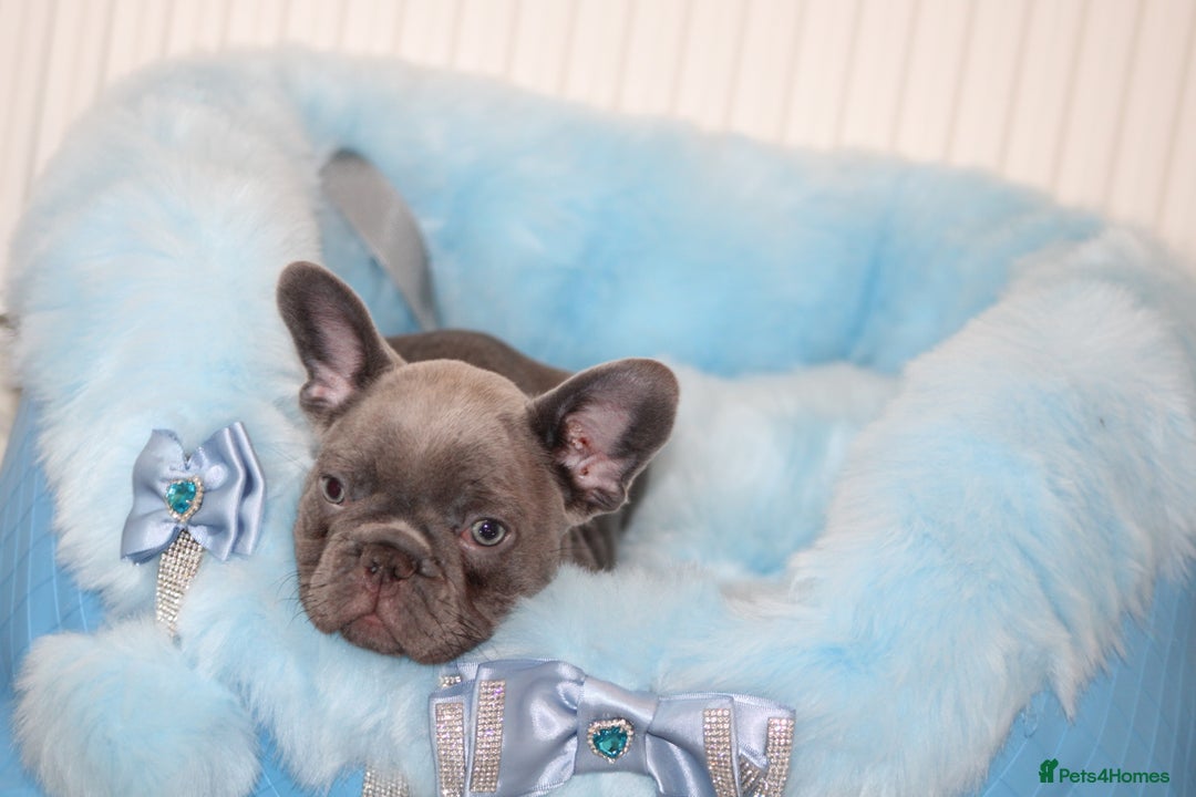 French Bulldog dogs for sale: Solid lilac French bulldog’s  - Advert 25