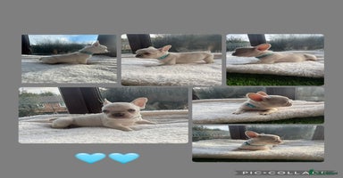 French Bulldog dogs - Advert 13