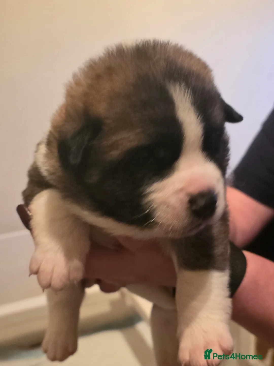 Mixed Breed dogs for sale: Beautiful saint bernard akita mix puppies - Advert 4