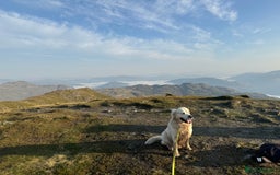 Golden Retriever dogs for stud: Zeus  - Advert 4