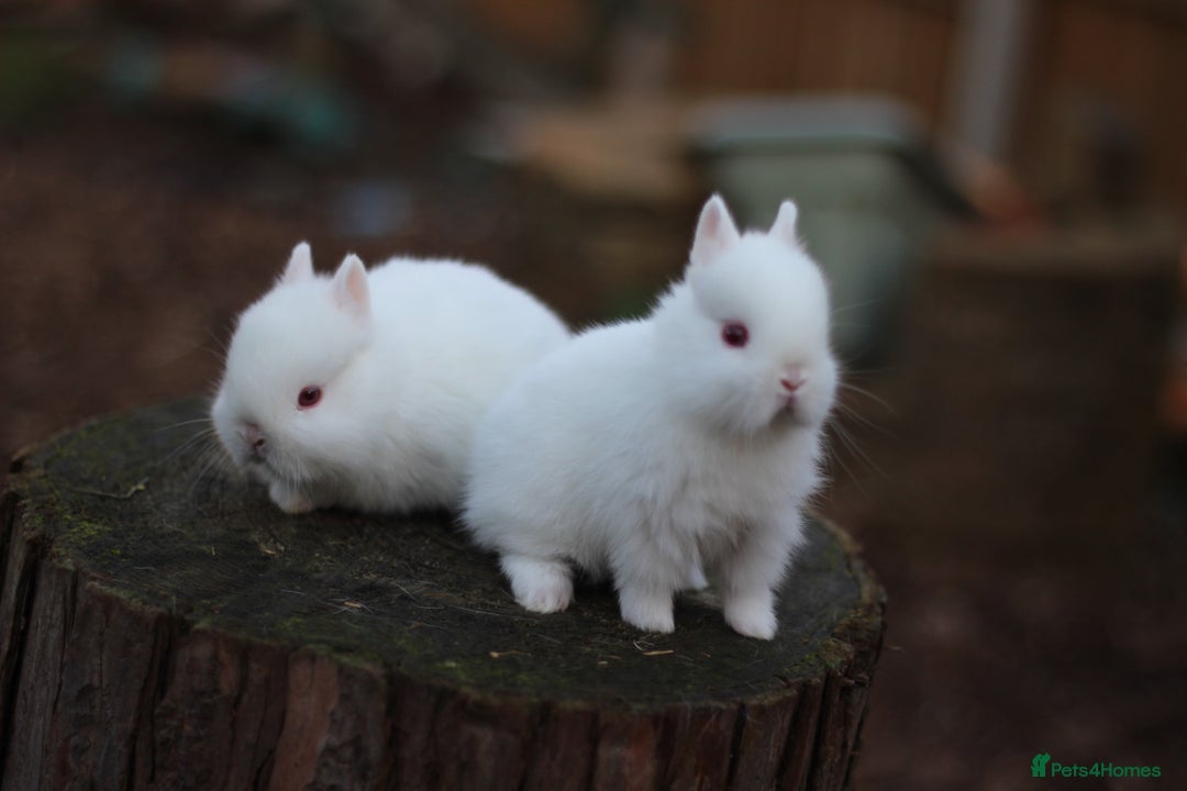 Netherland Dwarf rabbits for sale: Real Netherland Dwarf   - Advert 17