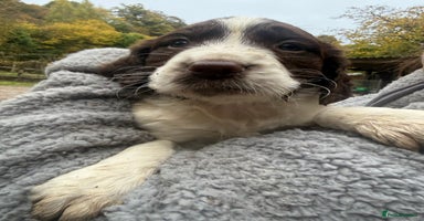 Sprocker dogs - Advert 4