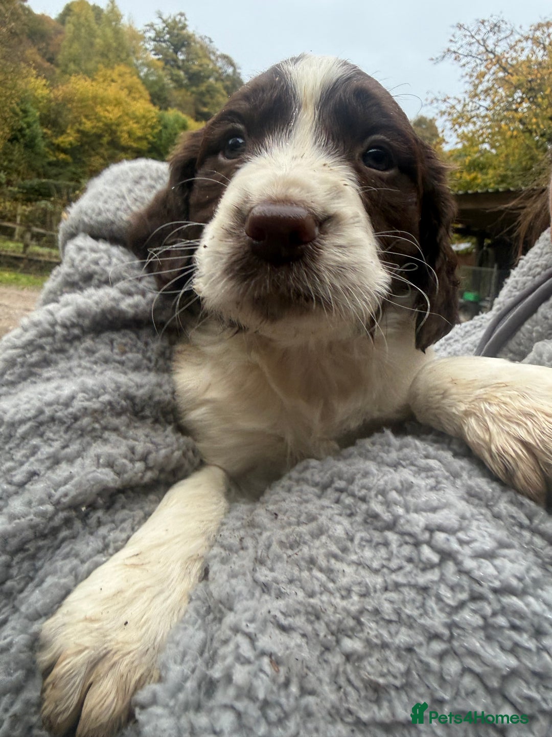 Sprocker dogs for sale: 4 beautiful sprocker pups  - Image 7