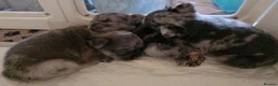 French Bulldog dogs for sale: Fluffy French Bulldogs - Advert 11