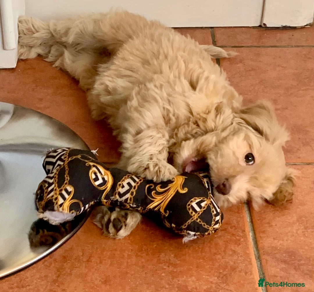 Cockapoo dogs for sale: F1 Cockapoo Puppies. READY NOW - Image 2