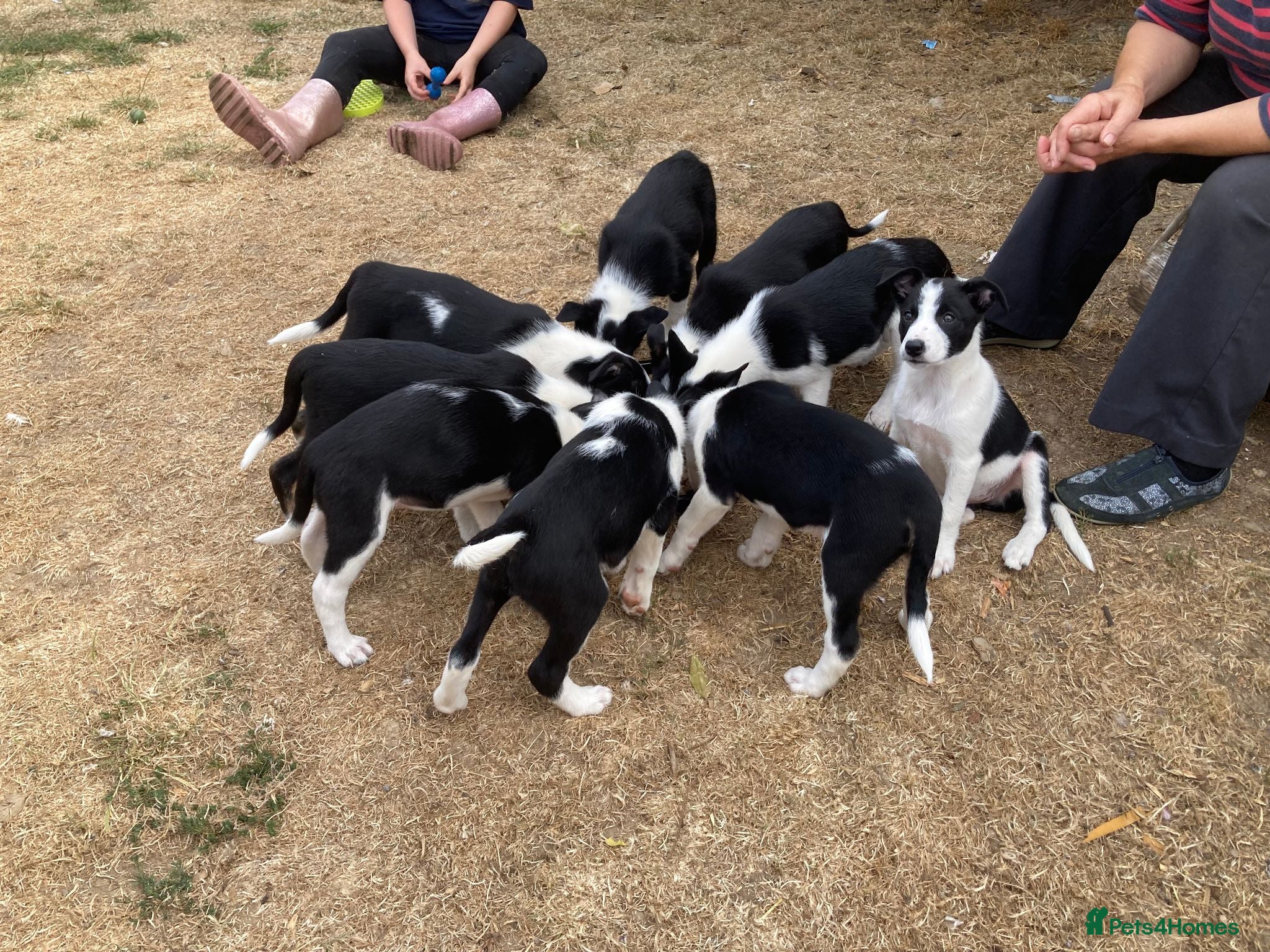 Smooth Collie dogs Collie Puppies - Advert 5