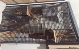 Rat rodents for sale: 2 dumbo Rex rats and one normal dumbo rat - Image 10