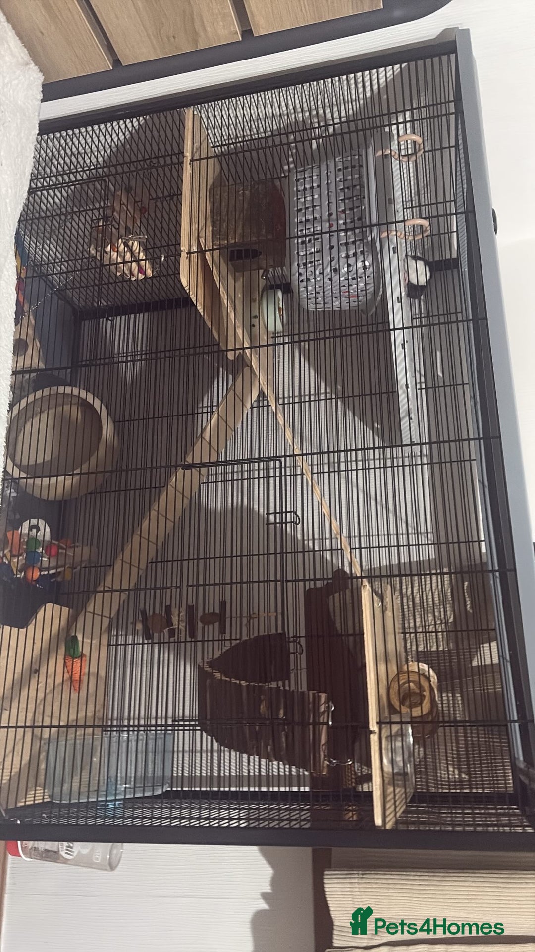Rat rodents for sale: 2 dumbo Rex rats and one normal dumbo rat - Image 10