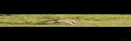 Lurcher dogs for sale: Last gorgeous Lurcher Boy Pup in Egham - Advert 2