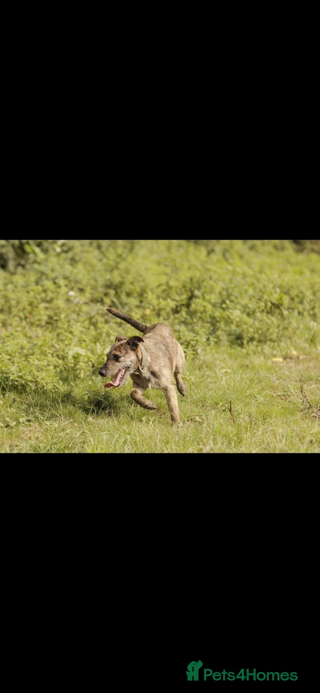 Lurcher dogs for sale: Last gorgeous Lurcher Boy Pup in Egham - Advert 2