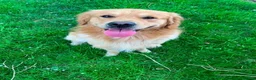 Golden Retriever dogs for sale: Stunning KC Golden Retriever Pups - Advert 2