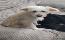 Chinese Crested dogs for sale: 1 Chinese crested Hairy Hairless BOY remaining  - Image 10
