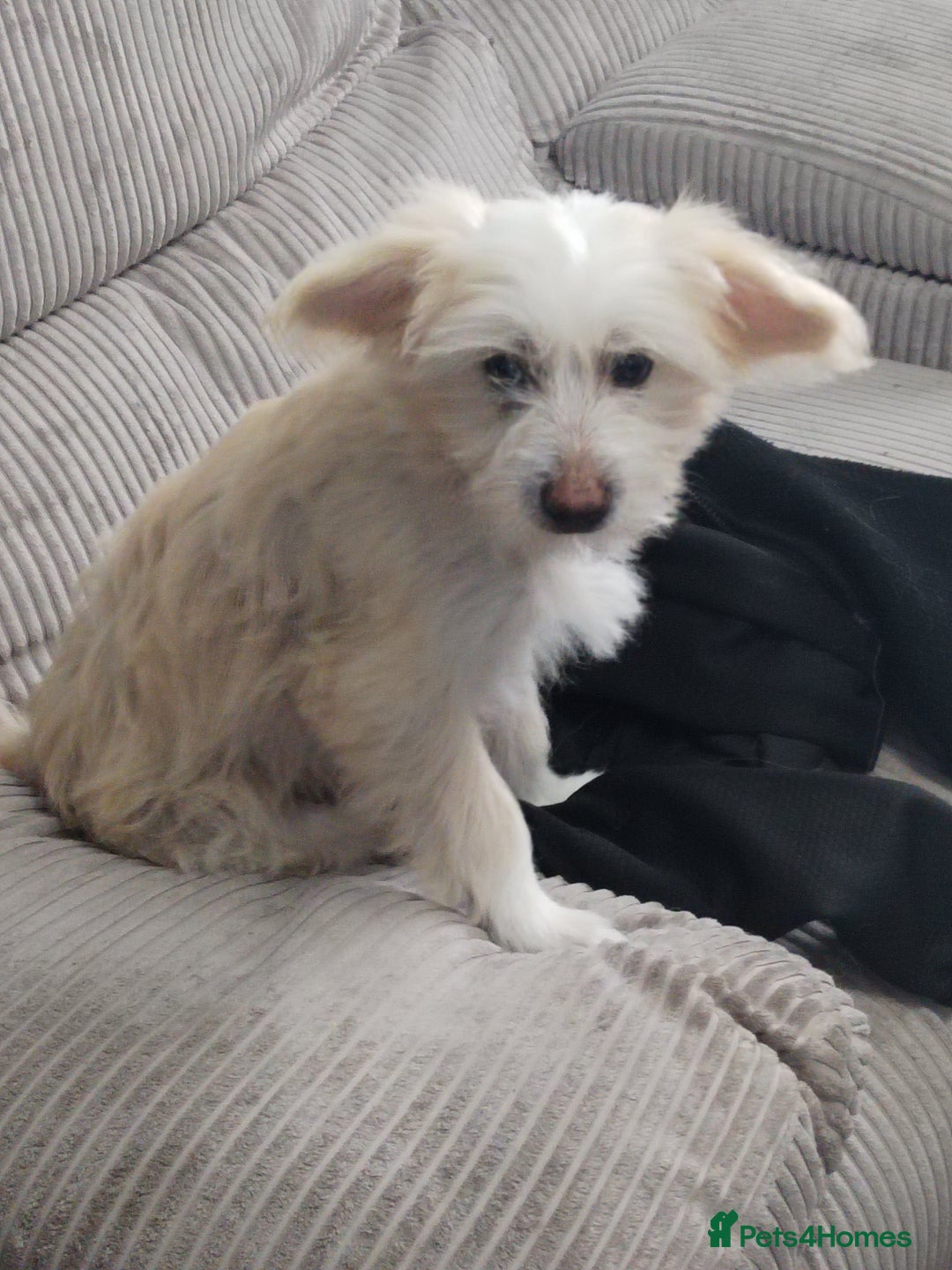 Chinese Crested dogs for sale: 1 Chinese crested Hairy Hairless BOY remaining  - Image 10