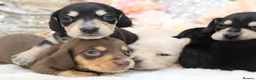 Miniature Dachshund dogs for sale: KC Miniature Dachshund Puppies - Advert 21