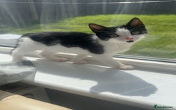 Mixed Breed cats for sale: 11 week old kitten for sale - Image 1