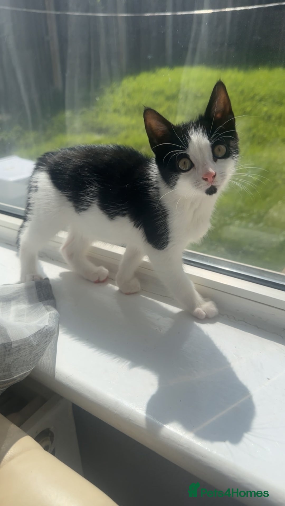 Mixed Breed cats for sale: 11 week old kitten for sale - Image 1