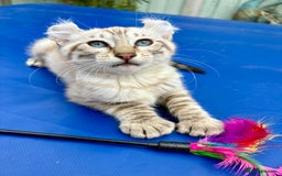 Keetso cats for sale: Super snow leopard girl  - Image 20
