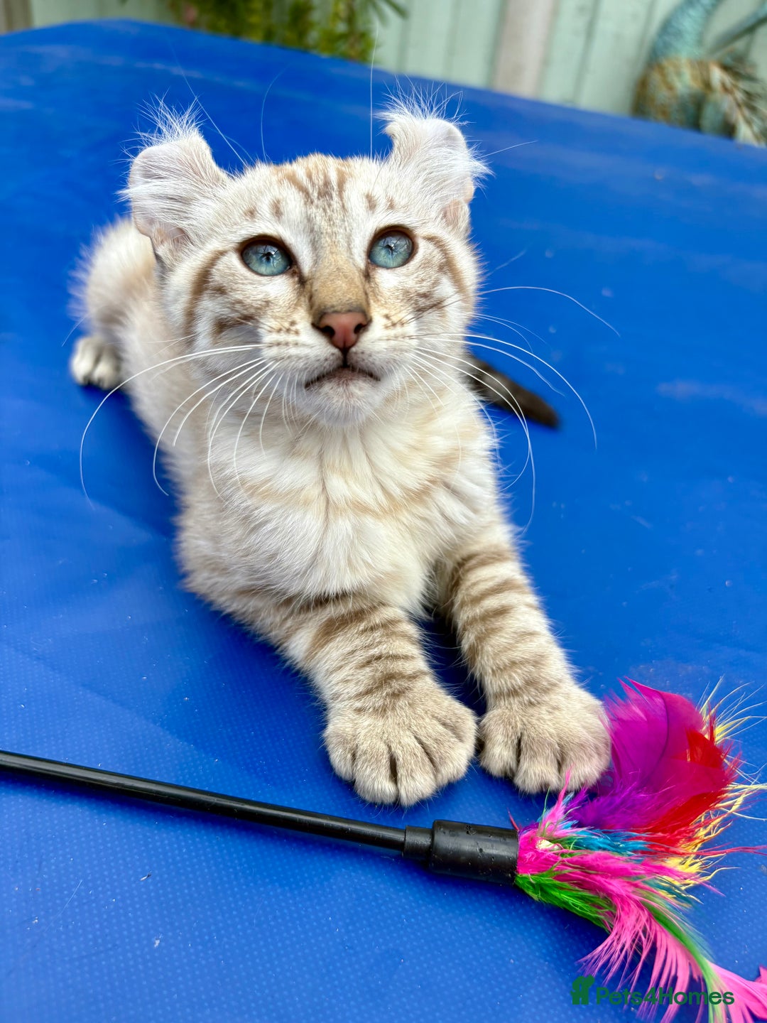 Keetso cats for sale: Super snow leopard girl  - Image 20