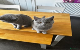 British Shorthair cats for sale: Gorgeous British Shorthair Kittens Chunky, Loving  - Image 31