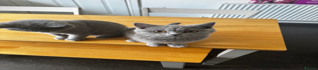 British Shorthair Kitten 7